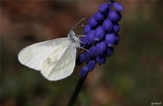 Narin Orman Beyaz (Leptidea sinapis)