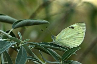 Byk Beyazmelek  (Pieris brassicae)