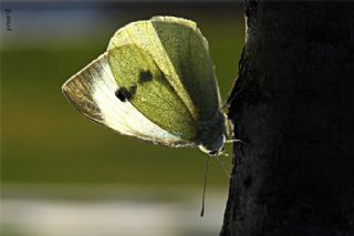 Byk Beyazmelek  (Pieris brassicae)