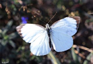 Byk Beyazmelek  (Pieris brassicae)