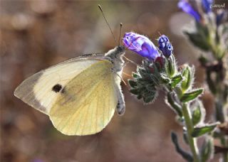 Byk Beyazmelek  (Pieris brassicae)