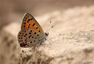 Alev Ategzeli (Lycaena kefersteinii)