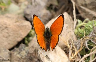 Alev Ategzeli (Lycaena kefersteinii)