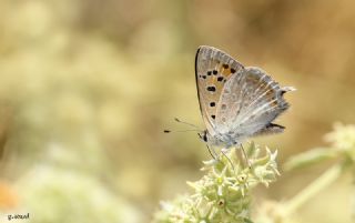 Da Atei (Lycaena thetis)