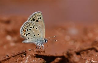 Anadolu Turan Mavisi (Turanana panagaea)