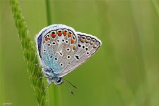 okgzl Mavi (Polyommatus icarus)