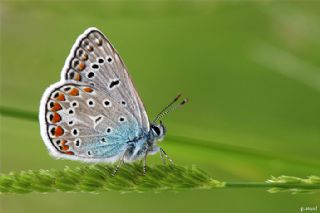 okgzl Mavi (Polyommatus icarus)