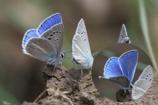 Lacivert Anadolu okgzls (Polyommatus actis )