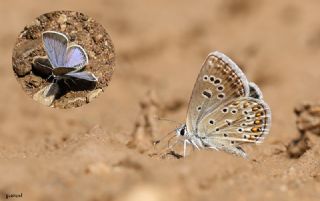 Acem okgzls (Polyommatus alcedo)