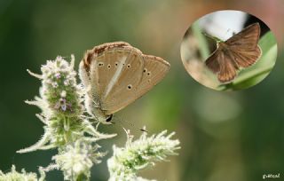 okgzl Lbnan Esmeri (Polyommatus alcestis)