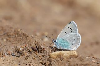 okgzl Rus Mavisi (Polyommatus coelestina)