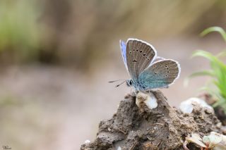 okgzl Rus Mavisi (Polyommatus coelestina)