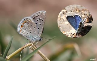 okgzl Kk Turan Mavisi (Polyommatus cornelius)