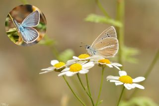 okgzl Damon Mavisi (Polyommatus damon)