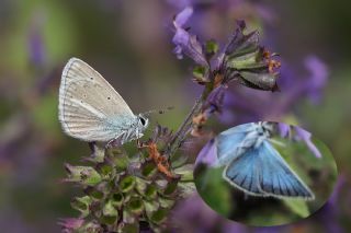 Kk Yalanc Apollo (Archon apollinaris)