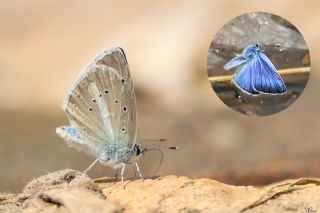 okgzl figenya (Polyommatus iphigenia)