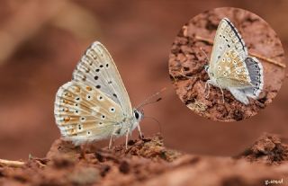 okgzl Anadolu illi Mavisi (Polyommatus ossmar)