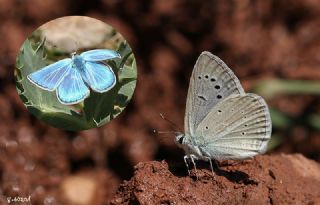 okgzl Poseydon Mavisi (Polyommatus poseidon)