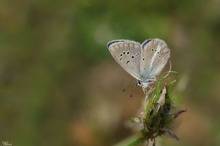 okgzl Trk Mavisi (Polyommatus turcicus)