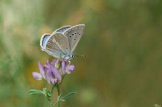 okgzl Ar Mavisi (Polyommatus vanensis)