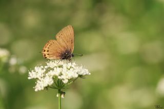 Kara Sevbeni (Satyrium pruni)