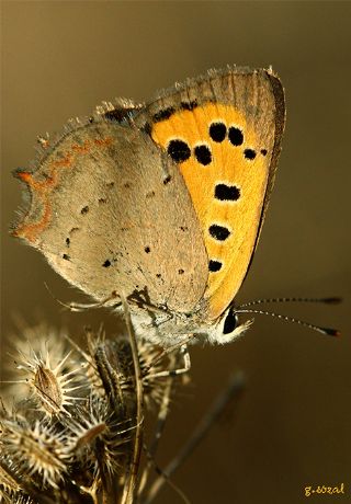 Benekli Bakr Gzeli (Lycaena phlaeas)