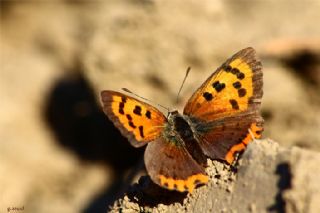 Benekli Bakr Gzeli (Lycaena phlaeas)