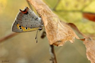 Benekli Bakr Gzeli (Lycaena phlaeas)