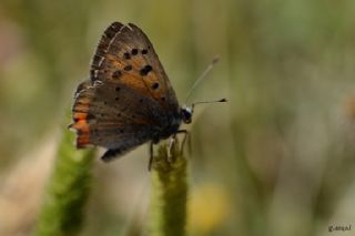 Benekli Bakr Gzeli (Lycaena phlaeas)