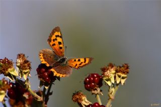 Benekli Bakr Gzeli (Lycaena phlaeas)