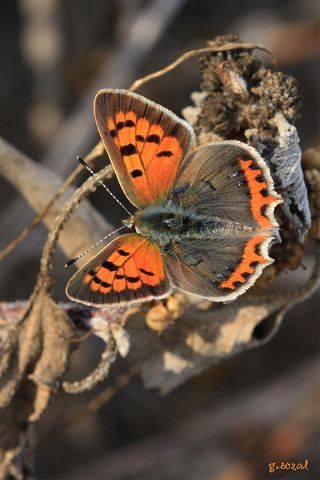 Benekli Bak�r G�zeli&nbsp;(Lycaena&nbsp;phlaeas)