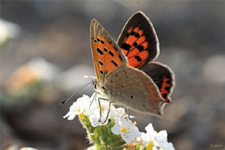 Benekli Bak�r G�zeli&nbsp;(Lycaena&nbsp;phlaeas)