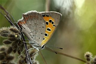 Benekli Bakr Gzeli (Lycaena phlaeas)