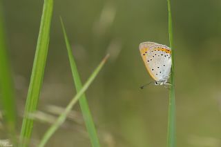 Byk Bakr Gzeli (Lycaena dispar)