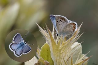 okgzl Torul Mavisi (Aricia torulensis)