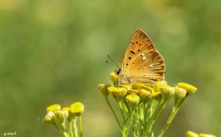 Orman Bakr Gzeli (Lycaena virgaureae)