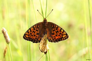 Gzel nci (Argynnis aglaja)