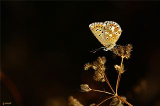 okgzl Balkan Mavisi (Aricia anteros )