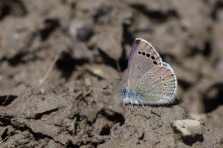 Anadolu Karagz Mavisi (Glaucopsyche astraea)