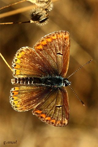 okgzl Esmer (Aricia agestis)