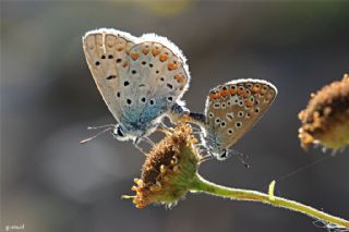 okgzl Mavi (Polyommatus icarus)