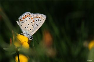 okgzl Mavi (Polyommatus icarus)