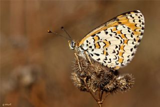 Gzel parhan (Melitaea trivia)