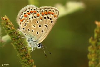 okgzl Mavi (Polyommatus icarus)