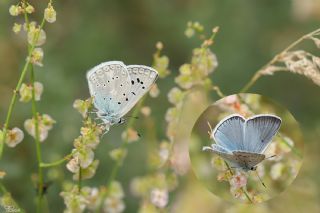 okgzl Edon Mavisi (Polyommatus aedon)