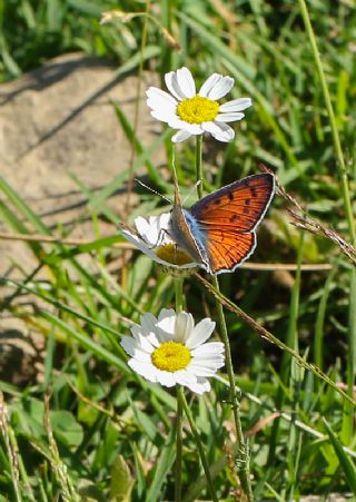 Byk Mor Bakr Gzeli (Lycaena alciphron)