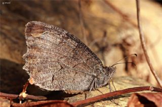 Anadolu Karamelei (Hipparchia fatua)