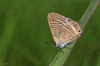 Lampides (Lampides boeticus)
