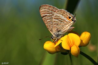 Lampides (Lampides boeticus)