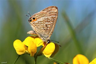 Lampides (Lampides boeticus)